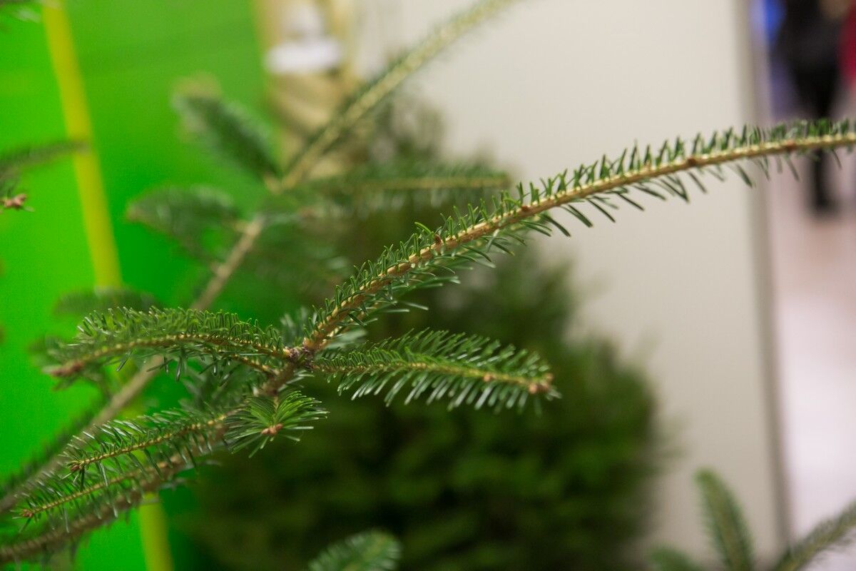 BOCHNIA. Parafia pw. Św. Mikołaja Bpa – [PROGRAM WIZYTY DUSZPASTERSKIEJ]