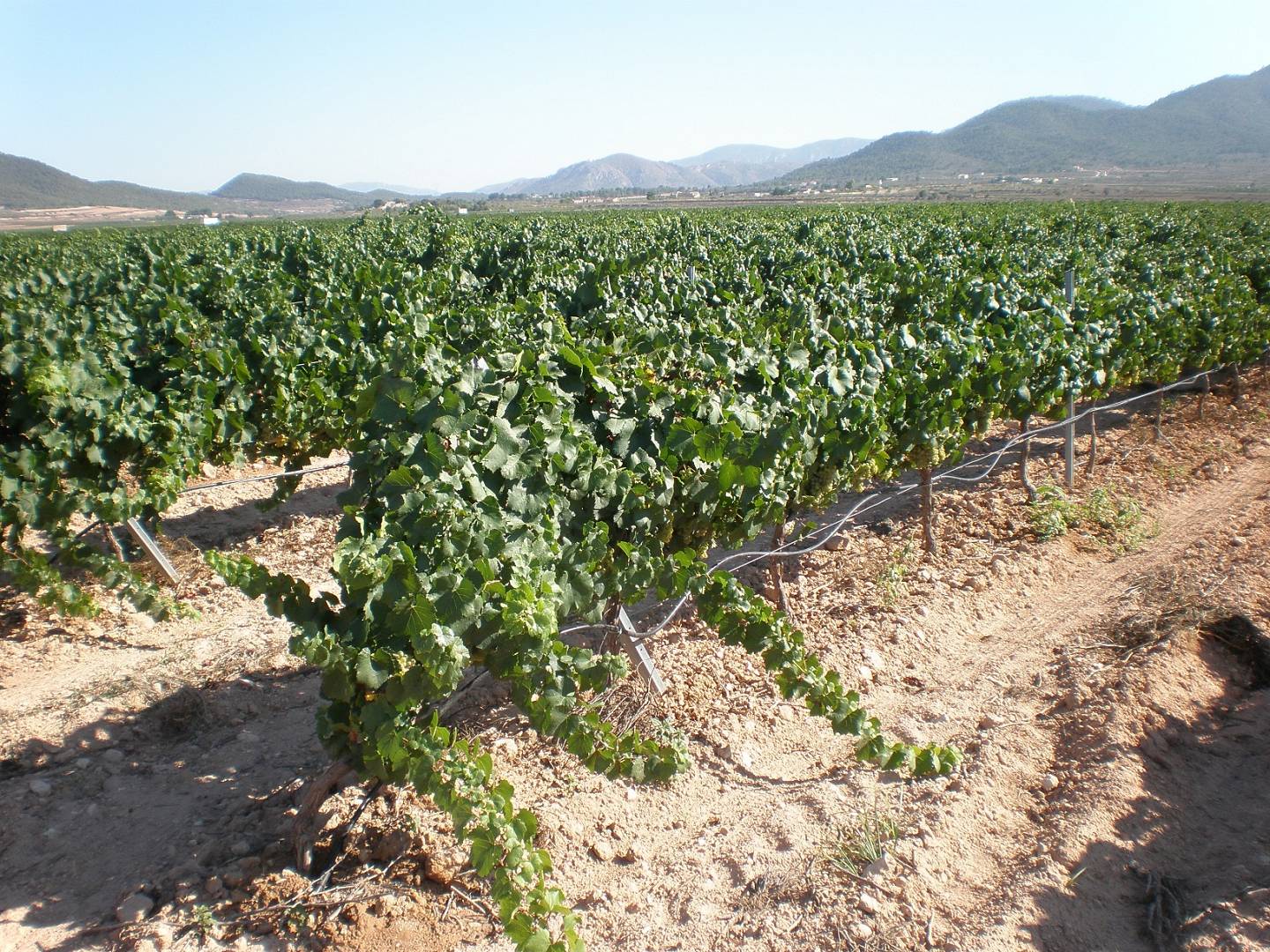 Sauvignon blanc – poznaj perłę Francji