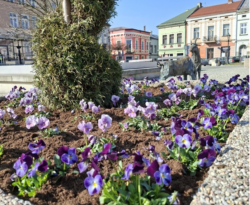 BRZESKO. 7,5 tysiąca sadzonek kwiatów w centrum miasta